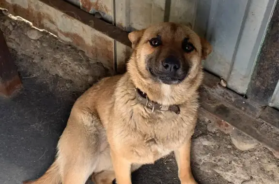 Пропала собака на ул. Калинина, 536, Майкоп
