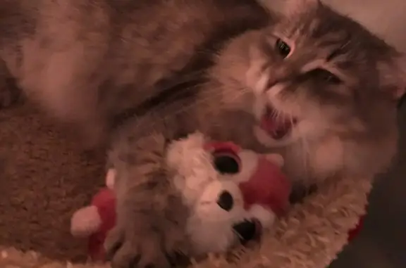 Потерянные животные Москва, фото: Пропала кошка Хлоя на Заповедной улице, Москва