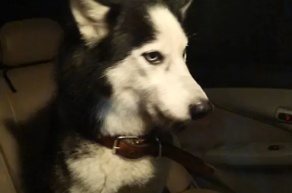 Собака Хаски найдена в Москве