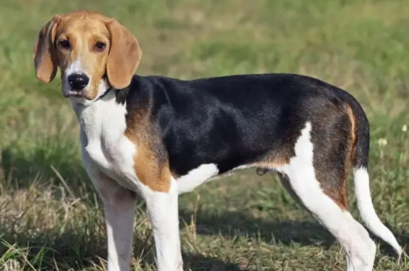 Собаки потеряшки, Красноярск, фото: Потеряшка собака: Цветной бульвар, Красноярский край