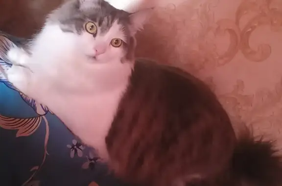 Кошки потеряшки, Новосибирск, фото: Потеряшка кошка, Выпала с балкона, Приморская ул., 23, Новосибирск