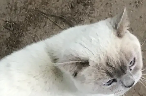 Пропала белая кошка на ул. Горняков, Сланцы
