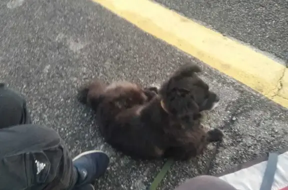 Пропала собака на Кондомском шоссе, Маленькая, оранжевый ошейник
