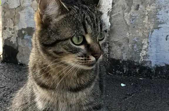 Кошка тигрового окраса на ул. Ворошилова, Ижевск