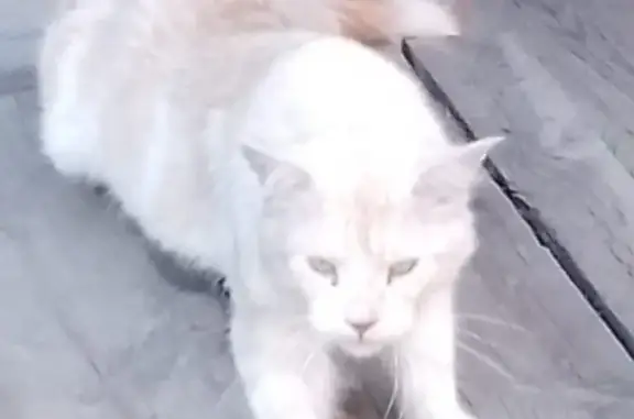 Потерян крупный белый кот в Уриковском поселении, Иркутская область
