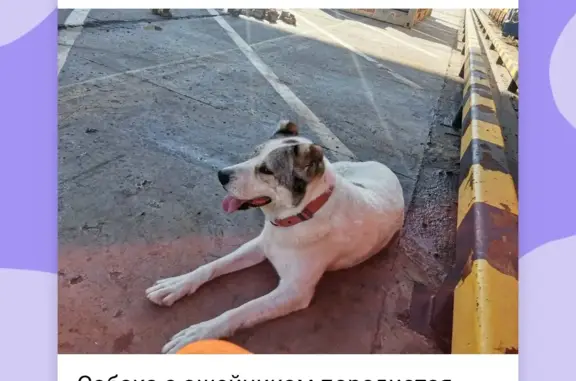 Потерянная породистая собака на Портовой улице, Новороссийск
