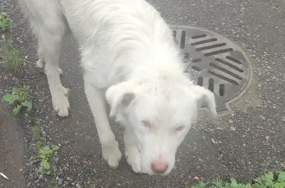 Найдена белая собака на Площади Победы, Игарская улица