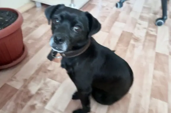 Найдена собака на ул.Советской, черный окрас