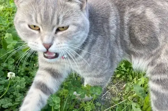 Найдена кошка с ошейником в Мурманске