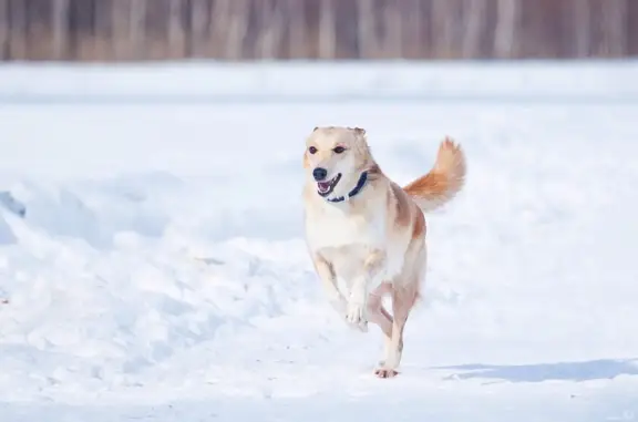 Пропала рыжая собака в Челябинске