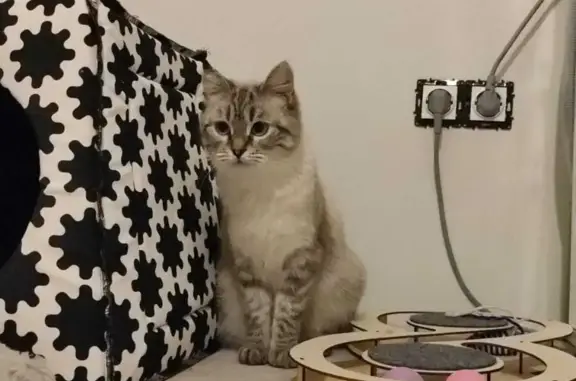 Кошки потеряшки, Санкт-Петербург, фото: Потеряшка кошка Луна в районе метро Звёздная, СПб