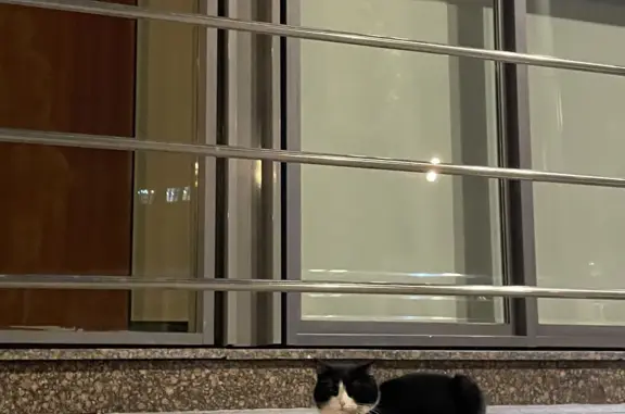 Найдена кошка: Валовая ул., 26, Москва