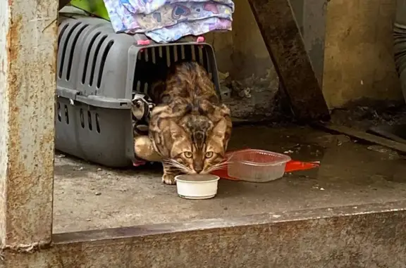 Найден кот, похожий на бенгала, ул. Пестеля 13-15, СПб