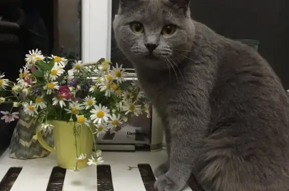 Пропала кошка Сима в Донецке