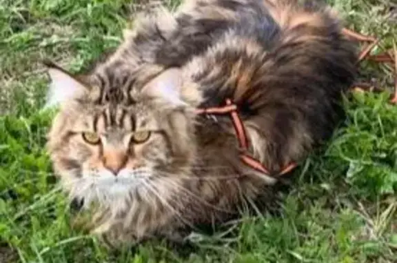 Пропала кошка Чарлик в Московской области