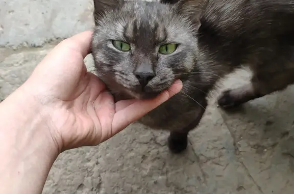 Найдена кошка: Темно-серый кот, Клубная ул. 25, Ижевск
