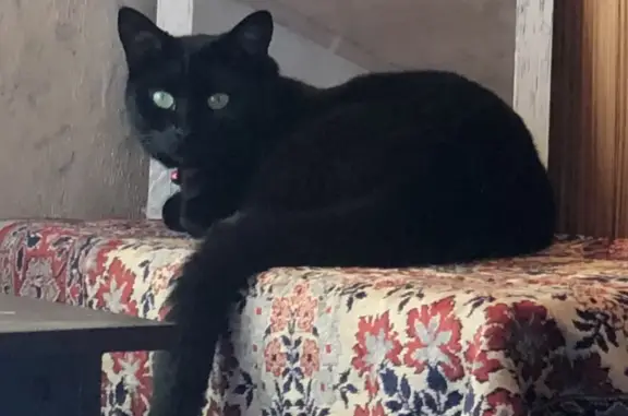 Пропала черная кошка в районе Ботанического пер., 16, Москва