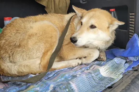 Найдена собака в Новочебоксарске, ищет дом