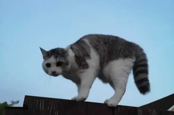 Потерянные животные Москва, фото: Пропала кошка Мурка, белая с серым, 2 года. Адрес: Молодцовский проезд, СНТ Строитель.