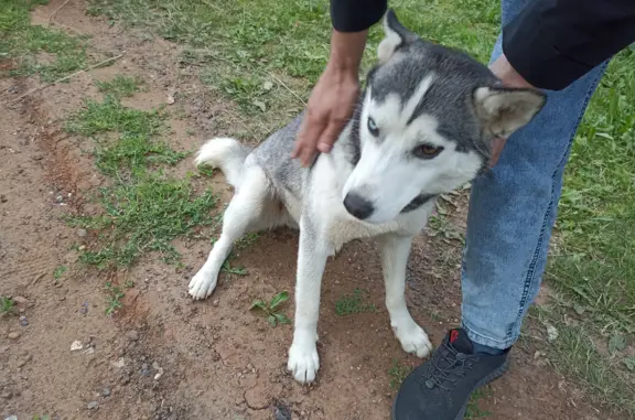 Найдена собака хаски или помесь в Глазовском районе, Удмуртия