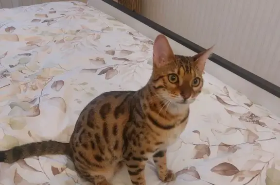 Пропала кошка из загородного дома в Морозовском городском поселении