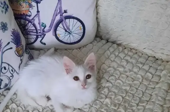 Найдена кошка в Макаровке, Татарстан