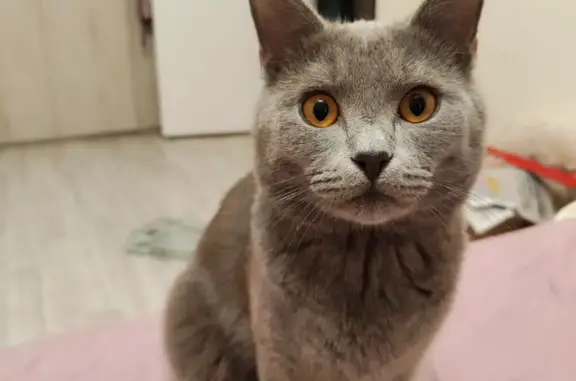 Кошки потеряшки, Москва, фото: Потеряшка кот ул. Шоссейная, 8, Москва