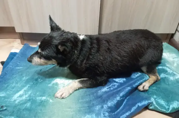 Собака найдена в Новокузнецке, Кемеровская область