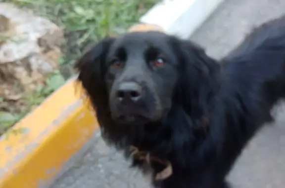 Собака найдена на Ямской ул., 98, Тюмень