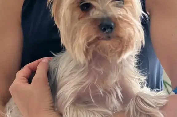 Найдена собака, Санкт-Петербург, фото: Собака Йоркширский терьер найдена в парке