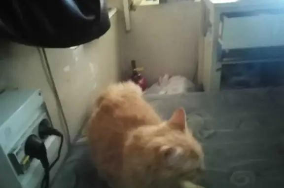 Найдена кошка на Москворецкой наб., Москва