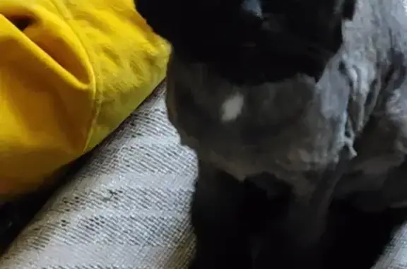 Кошки потеряшки, Новосибирск, фото: Потеряшка кот, адрес: Макаренко 31/2, Новосибирск