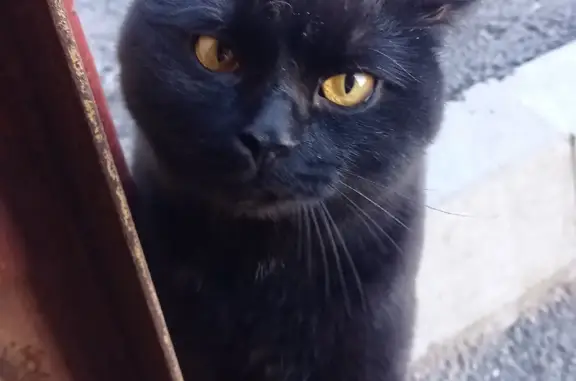 Пропал черный кот, г. Воркута, Республика Коми