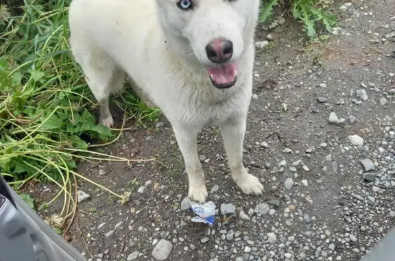 Найдена собака Белая лайка возле ворот дачи, Камчатский край