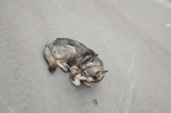 Найдена собака с ошейником, ул. Дружбы, 42, Магнитогорск