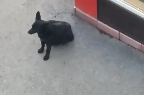 Собака найдена около магазина Велком, ул. Тореза, 93
