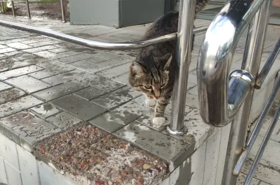 Найден разговорчивый котик: Ульяновых, 53, Уфа