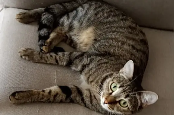 Кошки потеряшки, Иркутск, фото: Потеряшка кошка на Трудовой улице, Иркутск