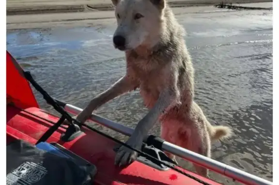Собака найдена на острове и доставлена в село Тюбя, Якутия