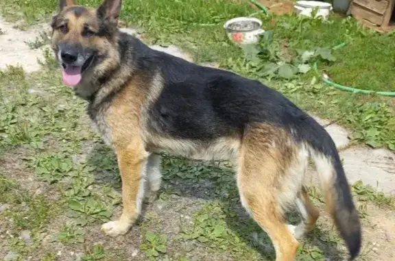 Найдена собака в Солнечногорском районе, деревня Рахманово