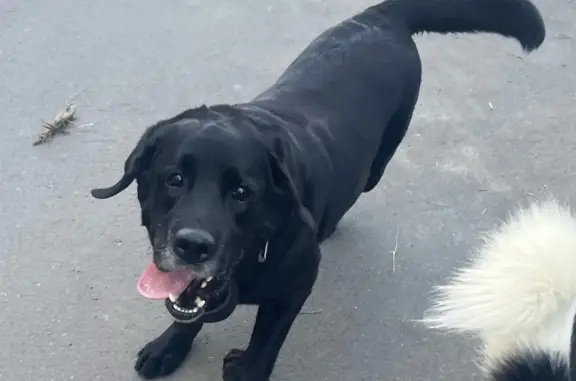 Пропала собака Баллу, чёрный лабрадор, ул. Машиностроителей, Мценск