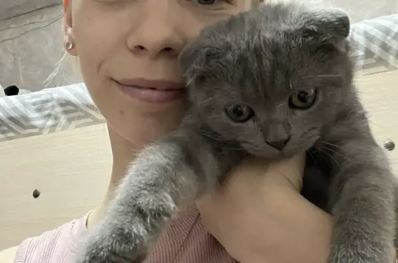 Кошки потеряшки, Юрла, фото: Потеряшка кошка Мальчик, серый, ул. Кирова, 17, Юрла