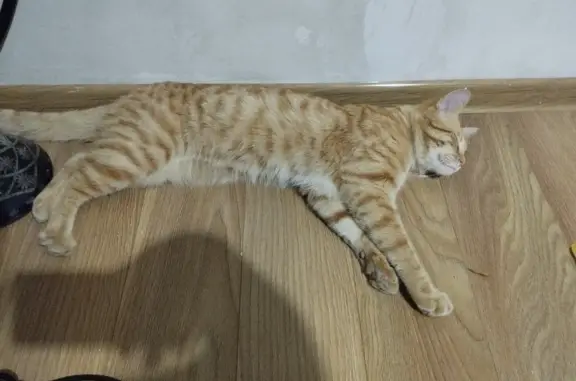 Пропала кошка Пеля на улице Ильященко, Каспийск