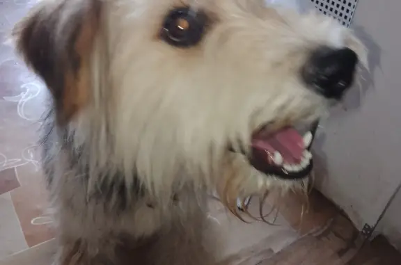 Собака Мальчик найдена на Бугурусланской улице, Волгоград