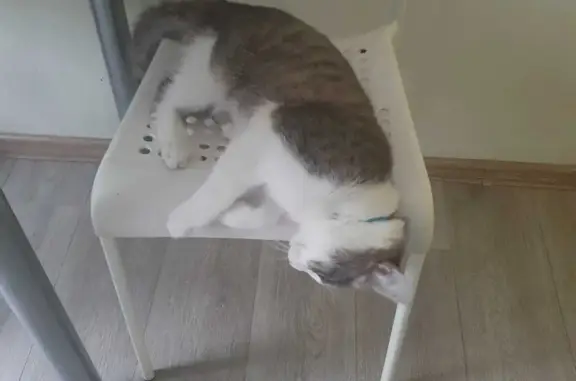 Кошки потеряшки, Иркутск, фото: Потеряшка серо-белый кот, 98, Иркутск