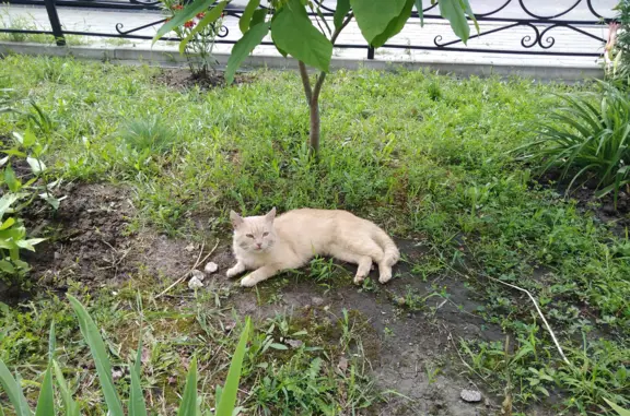 Найдена кошка, адрес: ул. 121-й Стрелковой Дивизии, 11А, Воронеж