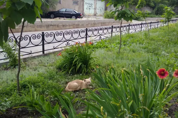 Найдена кошка, 121-й Стрелковой Дивизии, 11А, Воронеж