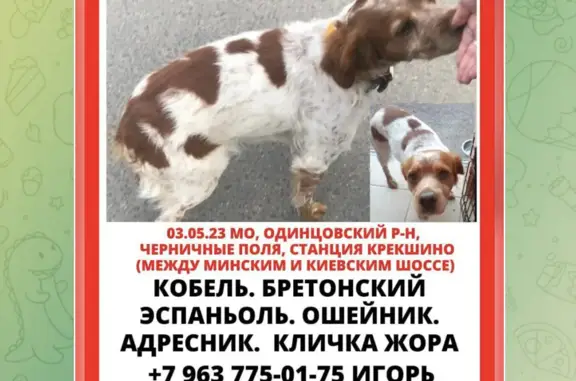 Пропала собака Эспаньол Бретон, адрес: Перекресток на Боровском шоссе, Москва