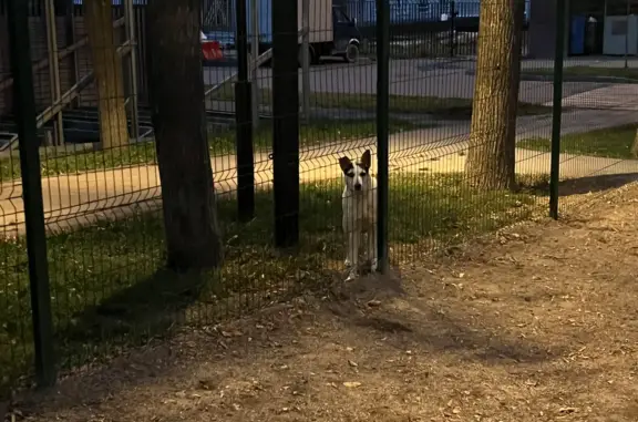 Найдена собака, Москва, фото: Собака найдена возле собачей площадки