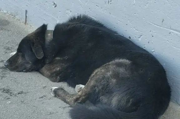 Найдена собака на заводской ул., 3 к361А, Кузьмоловский